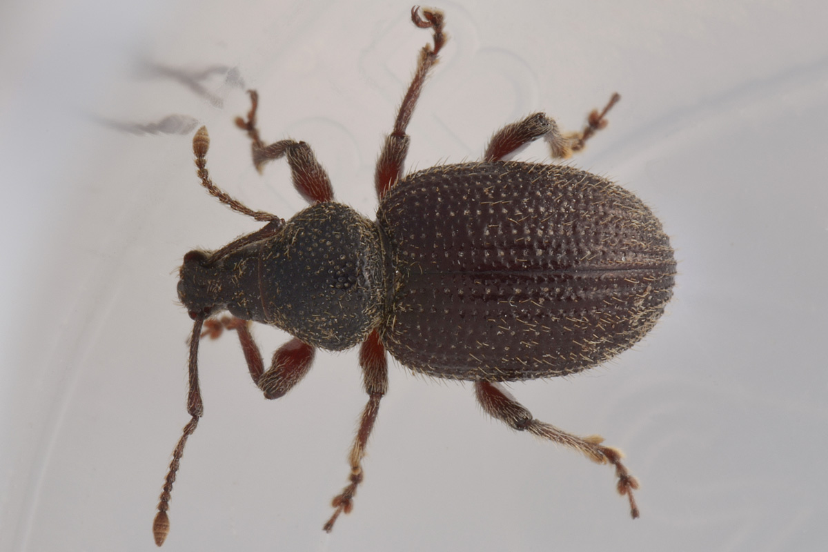 Curculionidae: Otiorhynchus indefinitus?  S !